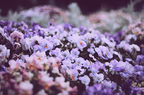 一面に咲く紫色の可愛い花たちのフリー画像 おしゃれなフリー写真素材