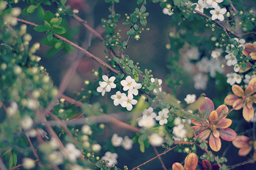 フリー写真画像『春に咲く可愛い小花﻿』[ID:125]