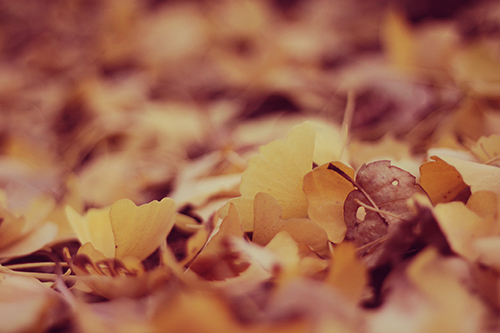 秋の終わりを告げるイチョウの絨毯のフリー画像 おしゃれなフリー写真素材 Girly Drop