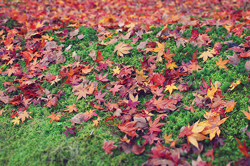 フリー写真画像『芝生の上に降り積もるあざやかな秋の落し物な紅葉たち』[ID:1711]