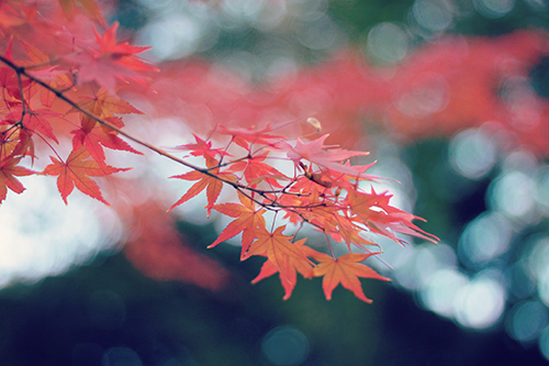 紅く染まったもみじの葉っぱのフリー画像 おしゃれなフリー写真素材 Girly Drop