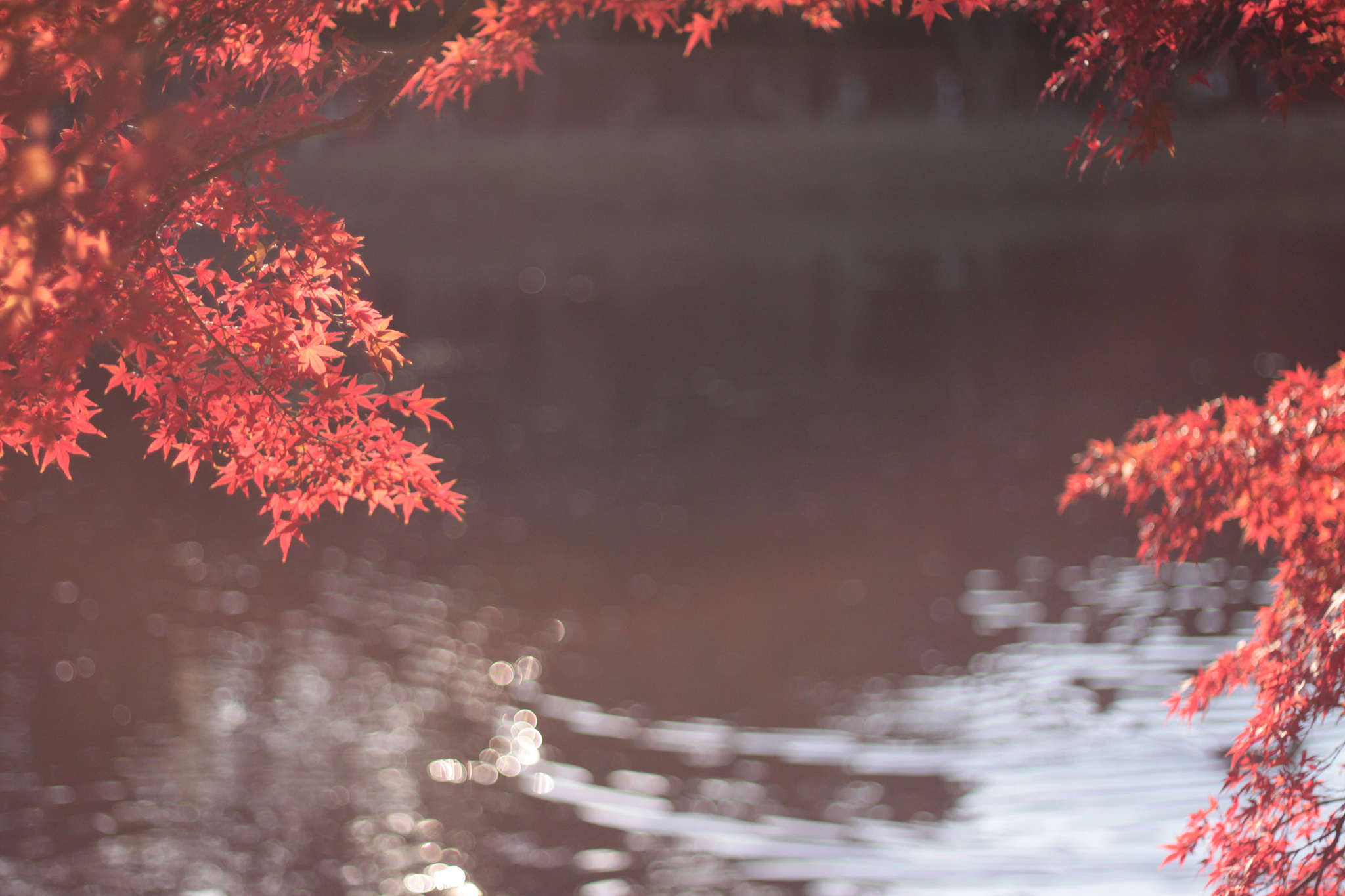 フリー写真画像『紅葉越しに眺める池』[ID:1674]