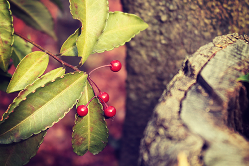 冬を感じる赤い実と葉っぱのフリー画像 おしゃれなフリー写真素材 Girly Drop