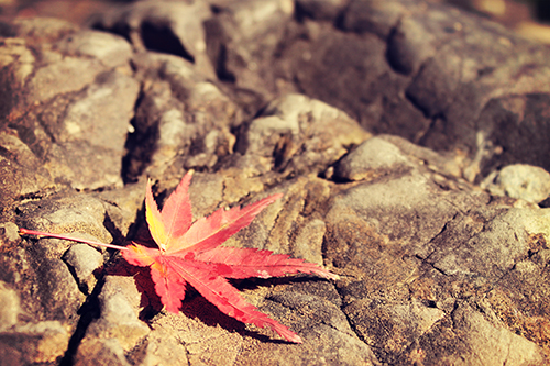 フリー写真画像『岩の上に舞い落ちた1枚の紅葉』[ID:1677]