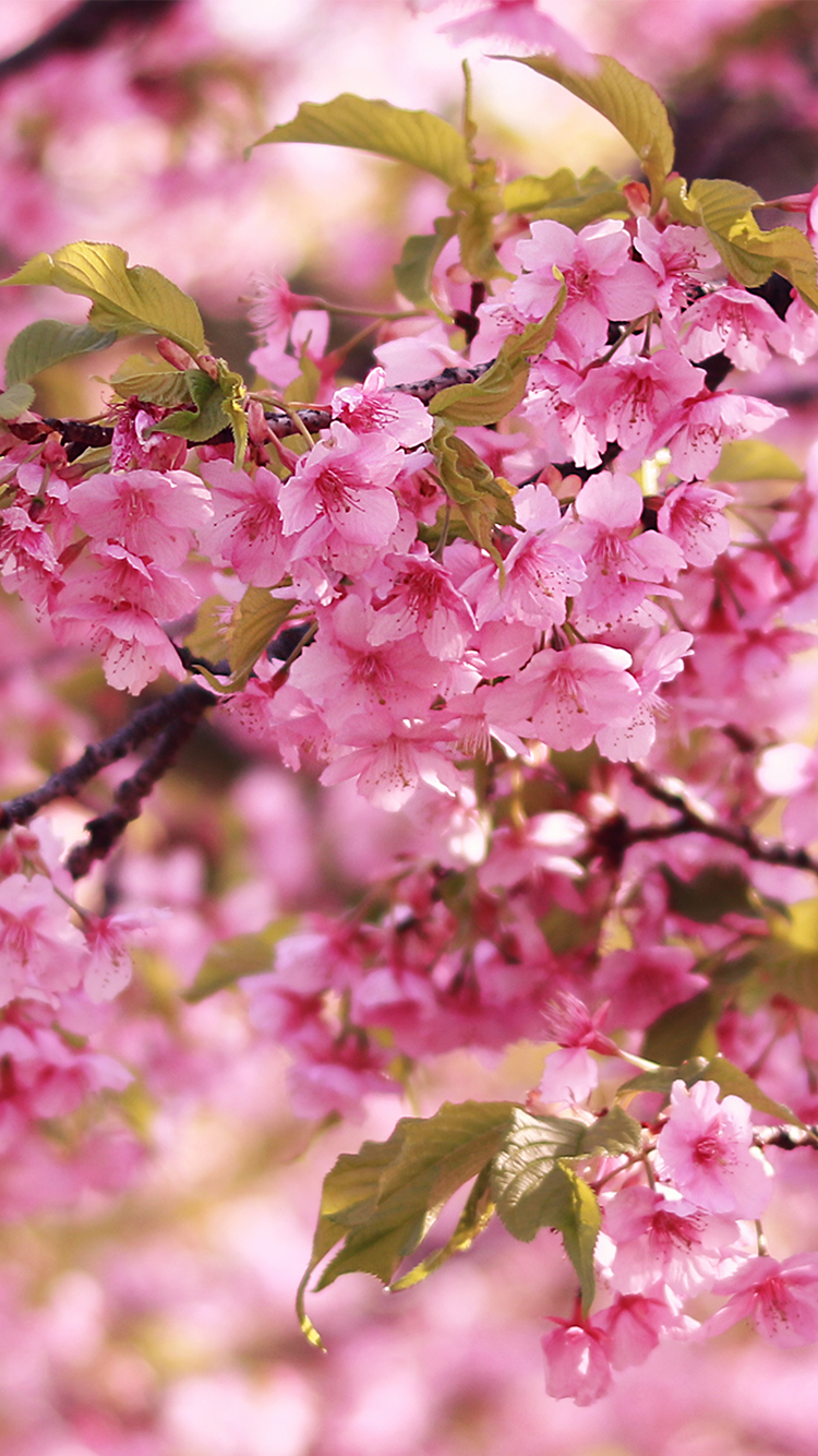 フリー写真画像『【おしゃれなiPhone壁紙】濃いピンクが可愛い桜』[ID:2760]