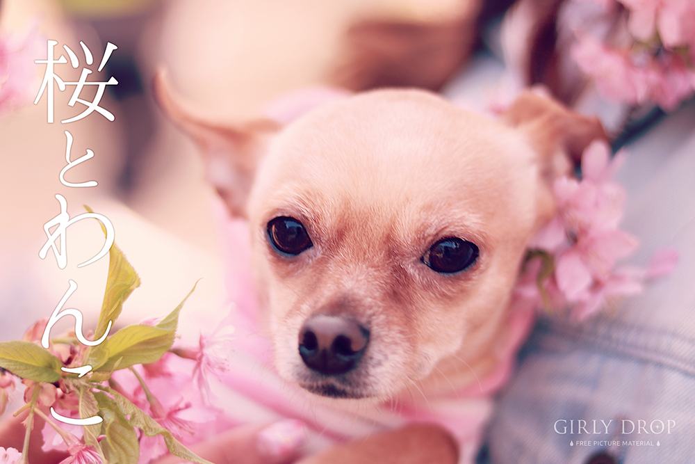 これは可愛すぎる チワワとミニチュアピンシャーのミックス犬 べべ ちゃんの春のフリー写真画像をリリースしたよ おしゃれなフリー写真素材 Girly Drop