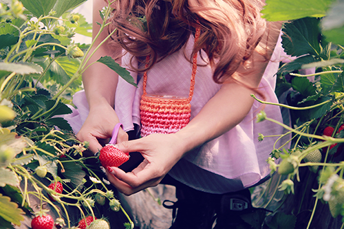 フリー写真画像『イチゴ狩りをしている女の子』[ID:3037]