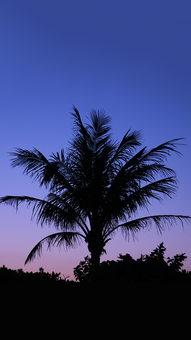 オシャレなiphone壁紙 ヤシの木のシルエットと夕暮れの美しいグラデーションの画像 おしゃれなフリー写真素材 Girly Drop