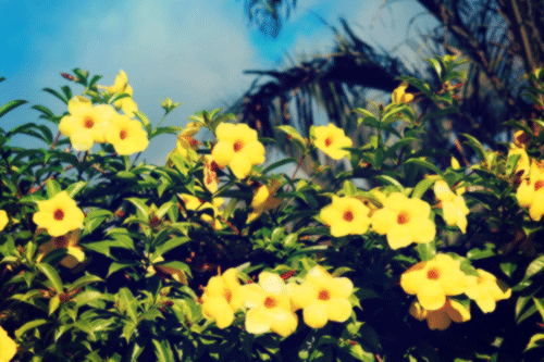 『花・植物』のフリー写真画像[ID:3969]
