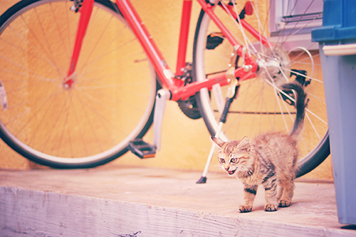フリー写真画像『いっちょまえに威嚇しているイタリアのかわいい子猫』[ID:3979]