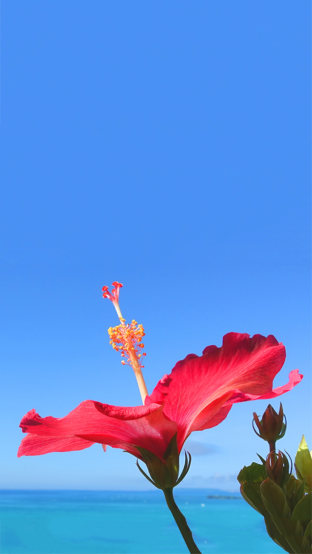 オシャレなiphone壁紙 空に向かって元気に咲き誇る沖縄の赤い