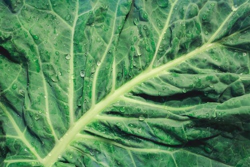 フリー写真画像『葉野菜界のスーパーフード！大きな葉っぱの「パワーケール」』[ID:5746]