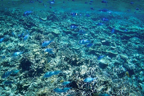 『サンゴ礁』のフリー写真画像[ID:6381]