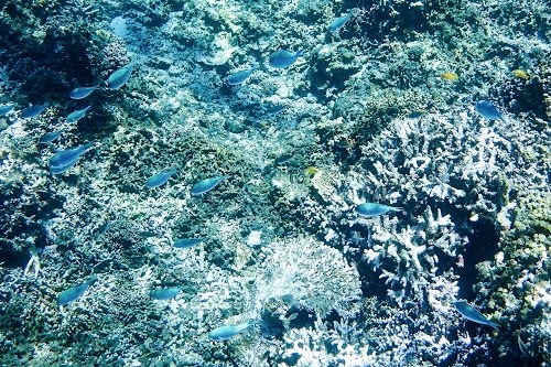 フリー写真画像『サンゴ礁の上で群がりながら生活するデバスズメダイ』[ID:6378]