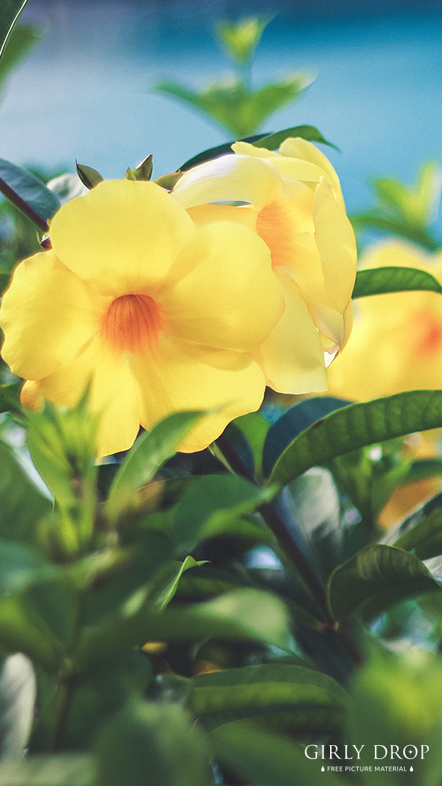 フリー写真画像『【オシャレなiPhone壁紙】ハイビスカスに似ている南国の黄色い花「オオバナアリアケカズラ」』[ID:6520]