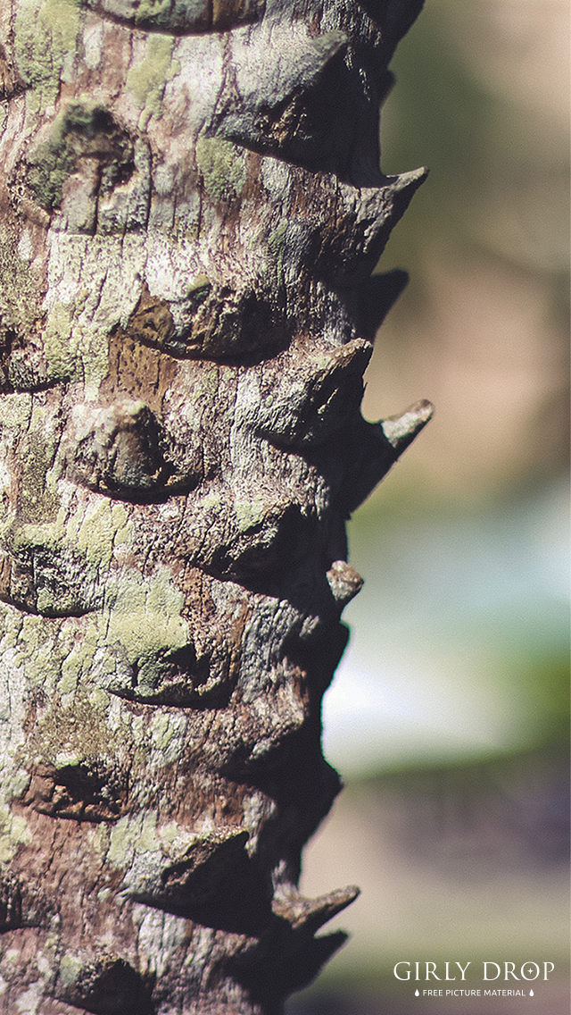 フリー写真画像『【オシャレなiPhone壁紙】南国リゾートですくすく育つヤシの木の幹』[ID:6656]