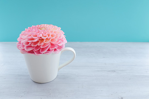 フリー写真画像『白いマグカップにすっぽりおさまるダリアの花』[ID:11361]