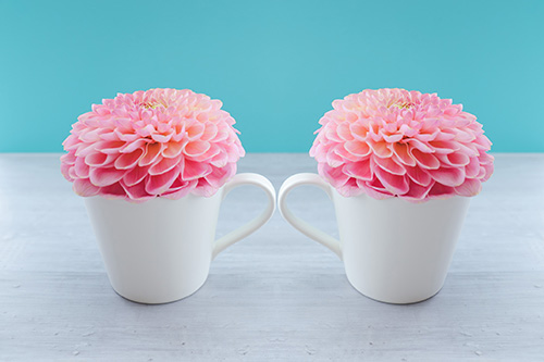 フリー写真画像『2つのマグカップに活けられたダリアの花』[ID:11367]