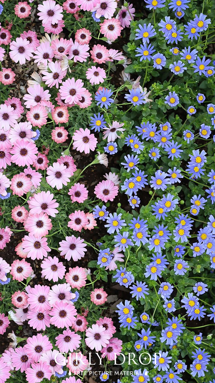 フリー写真画像『【おしゃれなiPhone壁紙】ブルーデイジーとピンクのオステオスペルマムが半分ずつ咲いている可愛すぎる花壇』[ID:11678]