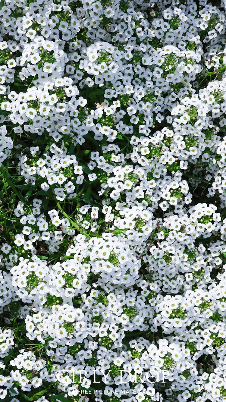 フリー写真画像『【おしゃれなiPhone壁紙】春を代表する可愛らしい小花『コデマリ』』[ID:11682]