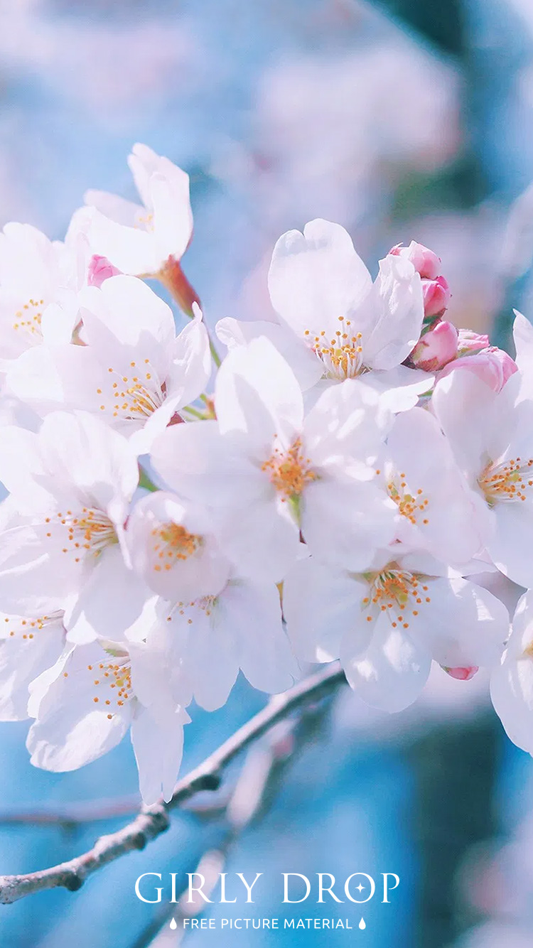 フリー写真画像『【おしゃれなiPhone壁紙】透き通るような青空と冷たい空気の中でやっと満開になれた桜の花』[ID:11706]