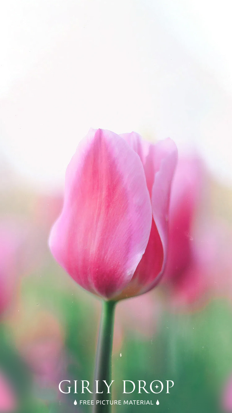 フリー写真画像『【おしゃれなiPhone壁紙】フィルムカメラで撮ったような味のあるピンクのチューリップ』[ID:11710]