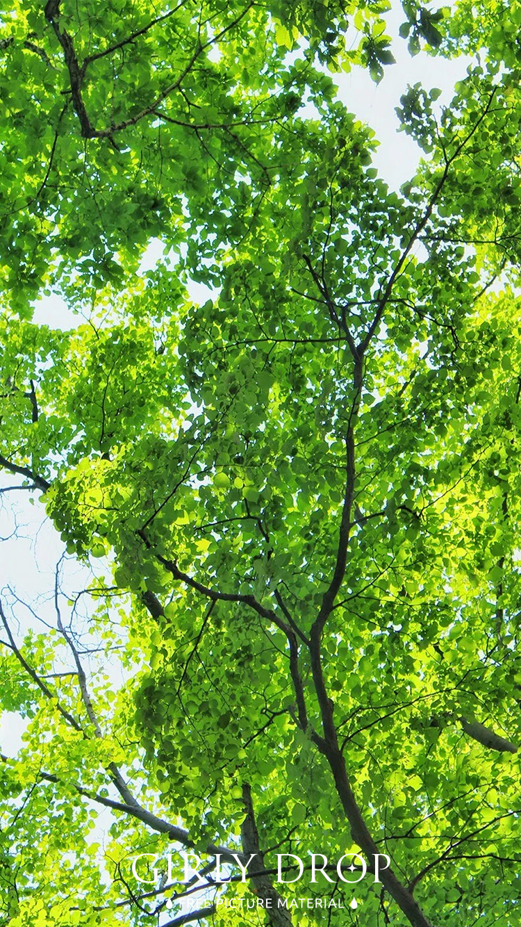 フリー写真画像『【おしゃれなiPhone壁紙】春の日差しを浴びてもりもり育った森の葉っぱたち』[ID:11716]