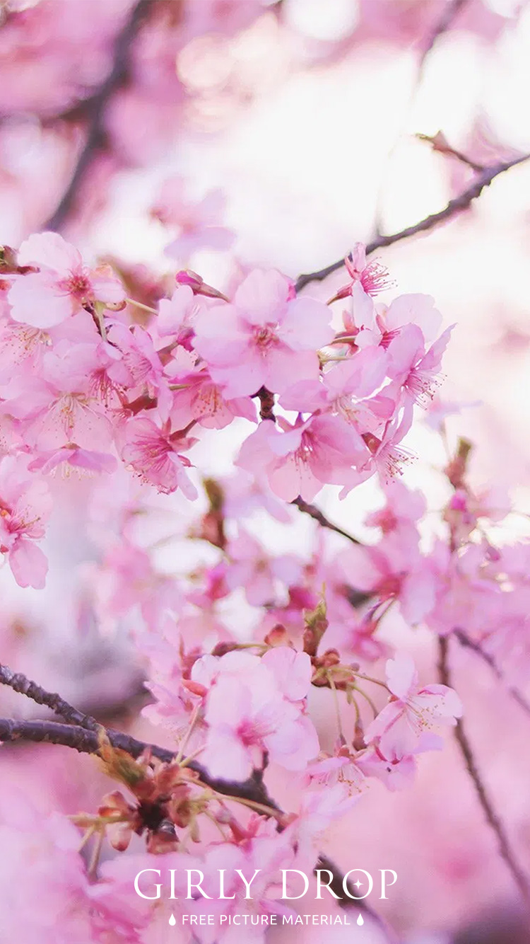 フリー写真画像『【おしゃれなiPhone壁紙】低い気温の中で美しく花開いた早咲きの桜』[ID:11720]