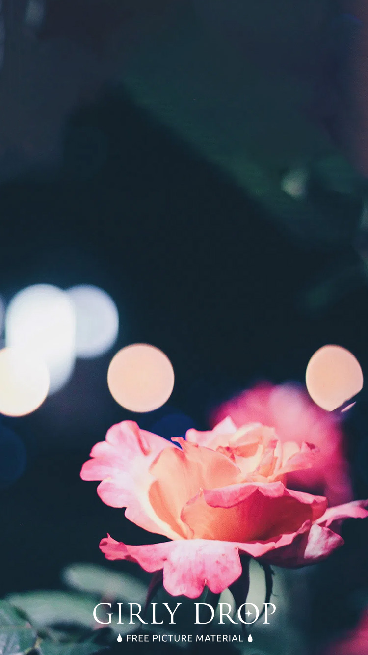 フリー写真画像『【おしゃれなiPhone壁紙】夜に咲く薔薇』[ID:11547]