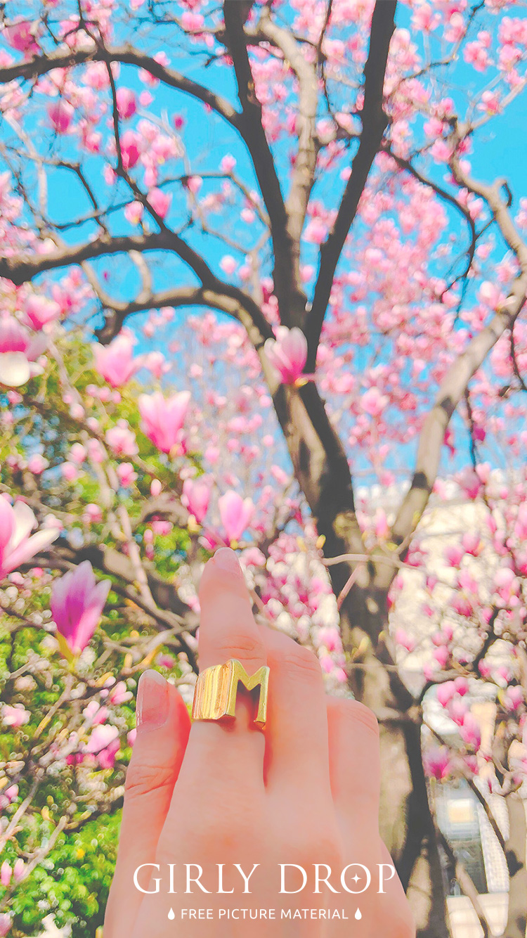 フリー写真画像『【おしゃれなiPhone壁紙】春が来て咲き乱れるコブシの花に手をかざす様子』[ID:11551]