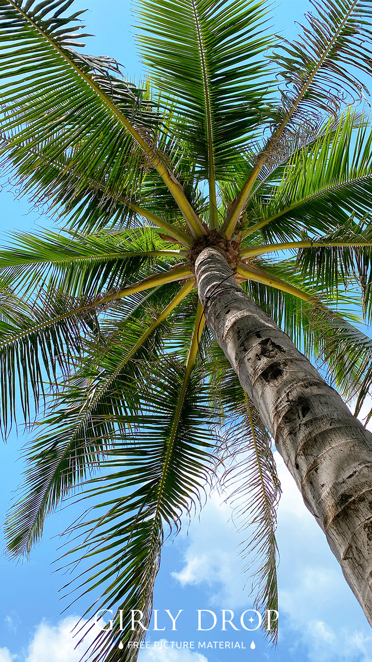 フリー写真画像『【おしゃれなiPhone壁紙】マイアミビーチの元気な椰子の木を下から見上げたシーン』[ID:11577]