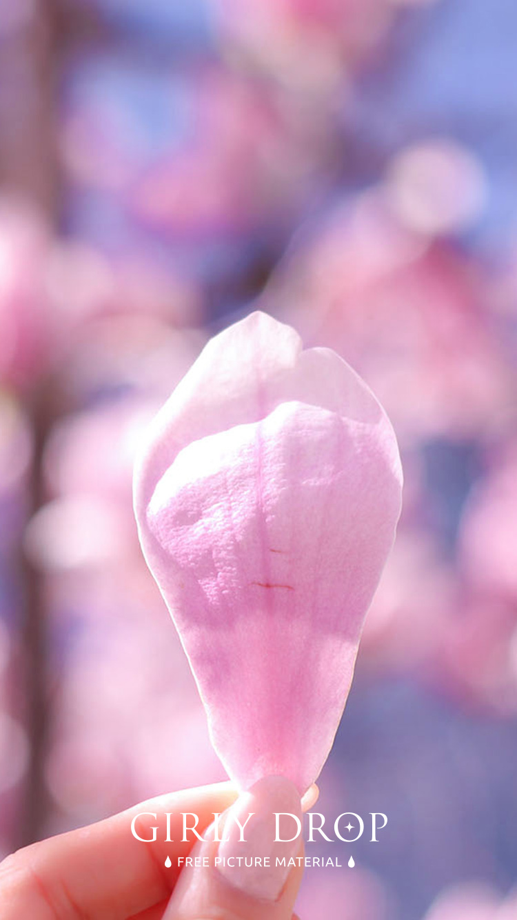 フリー写真画像『【おしゃれなiPhone壁紙】舞い落ちてきたピンクの木蓮の花びらをつまんだ指先』[ID:11581]