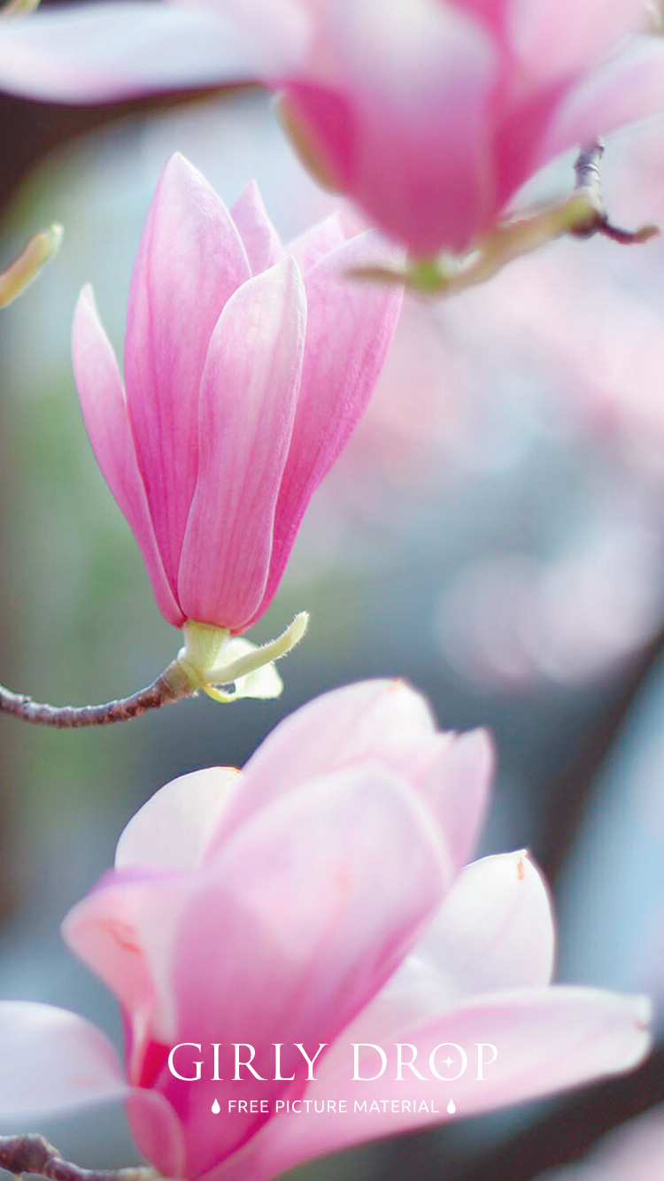 フリー写真画像『【おしゃれなiPhone壁紙】可憐な雰囲気で咲き誇るピンクの木蓮（モクレン）』[ID:11583]