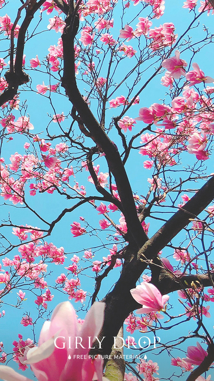 フリー写真画像『【おしゃれなiPhone壁紙】雲ひとつないキレイな青空に映えるピンクの木蓮』[ID:11585]