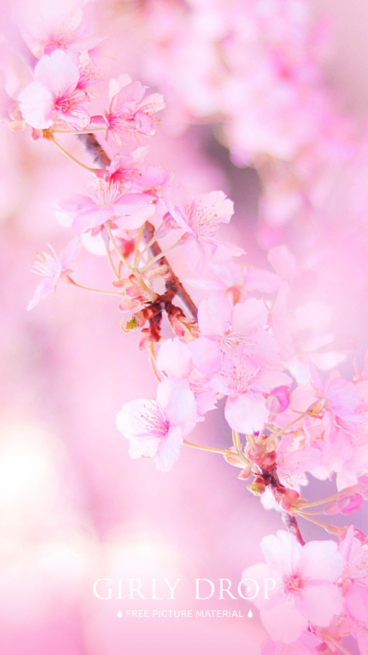 フリー写真画像『【おしゃれなiPhone壁紙】空が美しい夕焼けに染まる頃の少し神秘的な桜の木』[ID:11601]