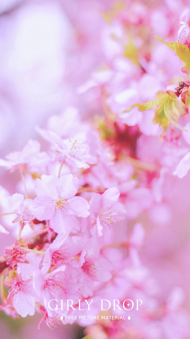 フリー写真画像『【おしゃれなiPhone壁紙】まだ寒い朝方にも凛々しく咲いている桜の花』[ID:11603]