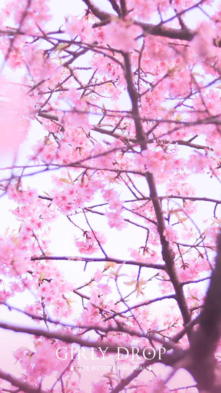 フリー写真画像『【おしゃれなiPhone壁紙】空一面に広がる桜を見上げたところ』[ID:11605]