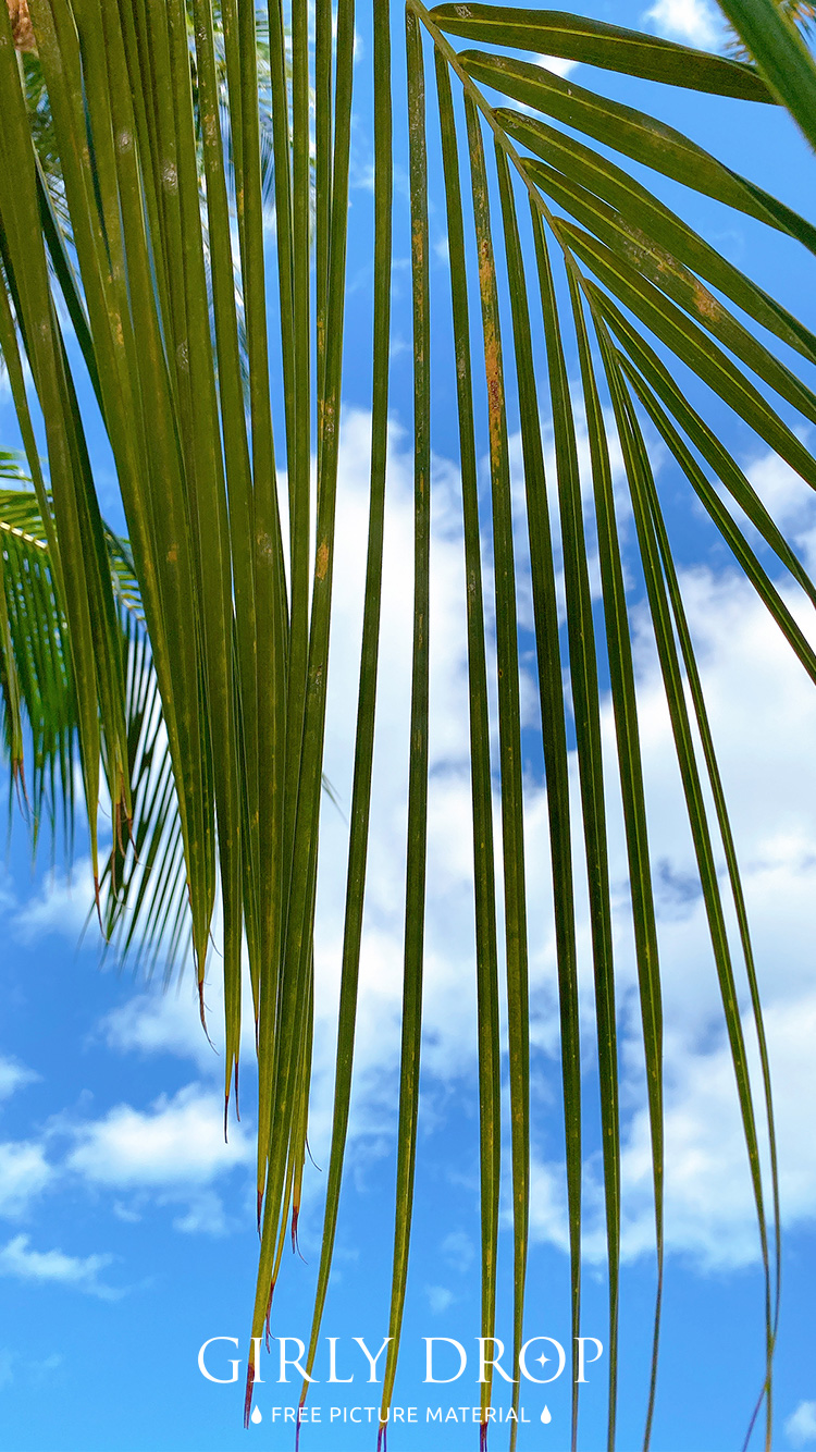 フリー写真画像『【おしゃれなiPhone壁紙】プーケットのパトンビーチで見た空と椰子の木』[ID:11617]