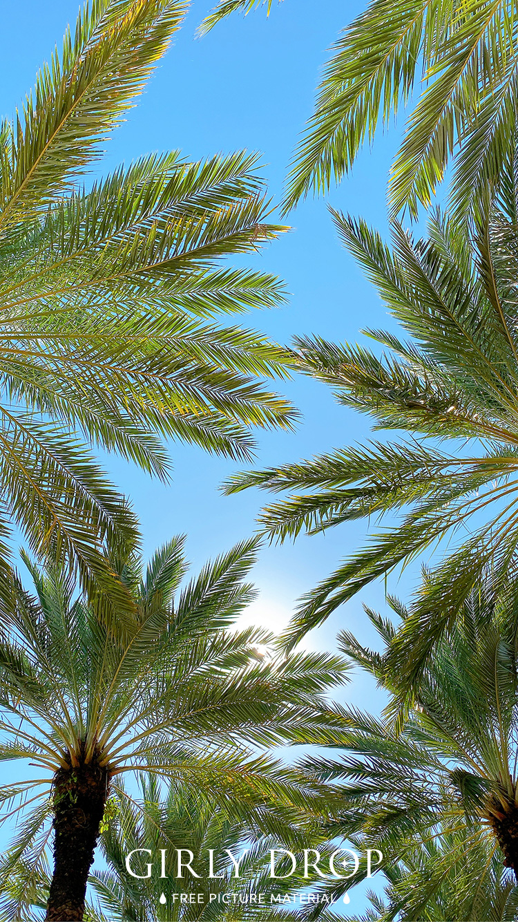 フリー写真画像『【おしゃれなiPhone壁紙】空を見上げて見えた美しいマイアミの椰子の木の世界』[ID:11619]