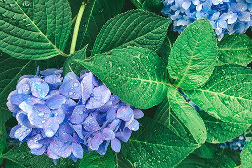 フリー写真画像『雨上がりの雫が美しい青色の紫陽花』[ID:11865]