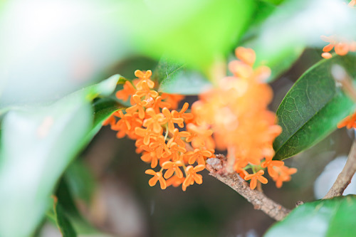 フリー写真画像『金木犀のオレンジの花と前ボケの葉っぱ』[ID:11877]