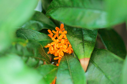 『花・植物』のフリー写真画像[ID:11883]