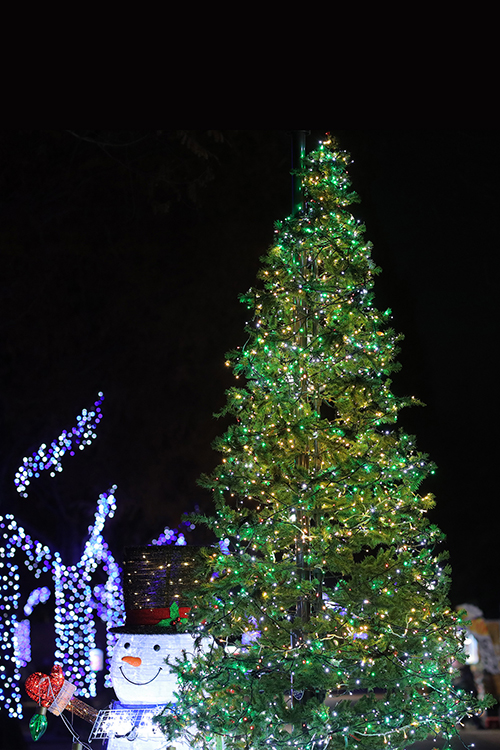 フリー写真画像『クリスマスツリーとスノーマン（縦）』[ID:11944]