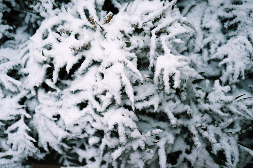 フリー写真画像『朝から降り続いた雪がこんもりと積もった植物』[ID:12869]
