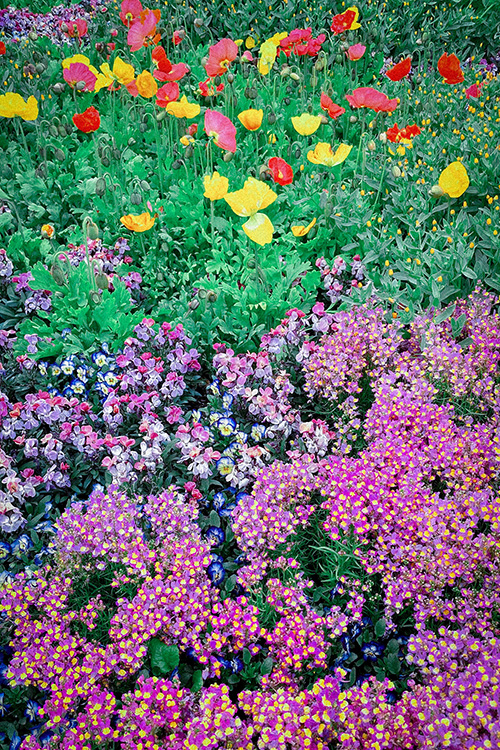 『花・植物』のフリー写真画像[ID:12912]