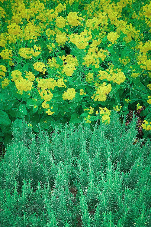 『花・植物』のフリー写真画像[ID:12916]