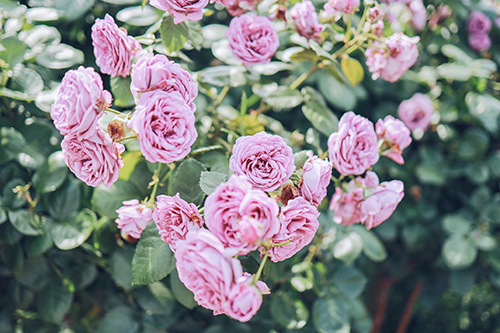 フリー写真画像『くすみラベンダーカラーの薔薇の花』[ID:12987]