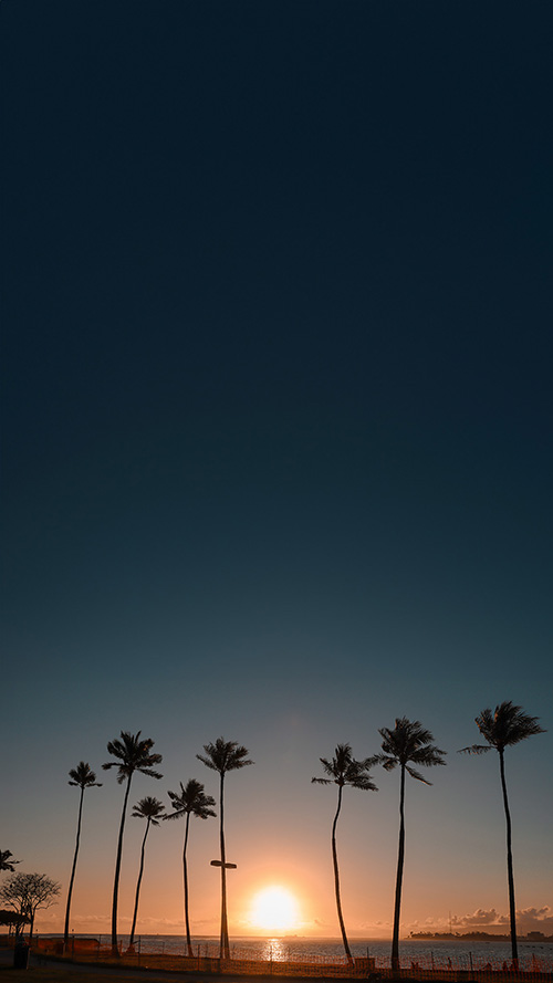 フリー写真画像『[縦]ヤシの木と夕日』[ID:15369]