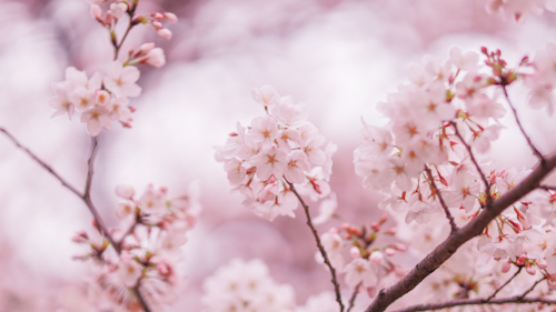フリー写真画像『(横)満開の桜の木の中心にある桜の枝』[ID:15523]
