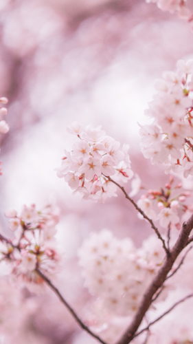 フリー写真画像『(縦)満開の桜の木の中心にある桜の枝』[ID:15519]